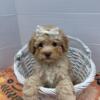 MINI POODLE PUPPY FEMALE