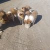 Collie Puppies For SALE must call only