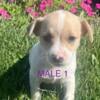 REDUCED Jack Russel Terriers male puppies