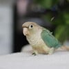 Handfed Baby Green Cheek Conures