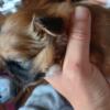 @YOUR PEKINGESE PUPPY PLUG is offering Amazing boy baby  for placement