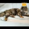 Highland Lynx / Highlander / Highland Lynx Cats Available for Adoption