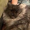 Maine coon cat- smoke female- 3.5 years old