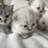 Female Himalayans 