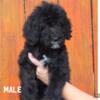 Small standard poodles black, black & white parti, apricot & white parti.