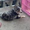 FREE Adult male Merle long haired chihuahua