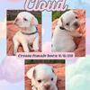 French Bulldog Puppies