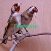 European gold finches