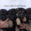 German Shepherd Puppies For Sale Wisconsin
