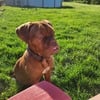 Douge Mastiff puppy for sale