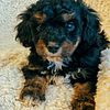 AKC Toy poodle