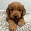 Reynolds- Mini Goldendoodle Puppy