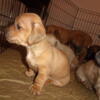  AKC  BEAUTIFUL SHORT HAIR LITTLE RED SABLE BOY AND A LITTLE RED GIRL WILL BE READY 10/29.