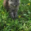 Maine coon blk smoke female Russian ch lines b rights