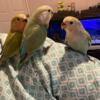 Lovebirds and parrotlet