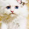 Sapphire-blue LUXURIOUS FUR, IMPECCABLE PERSONALITY,  ADORABLE PERSIAN KITTEN