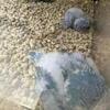 Blue Quaker baby