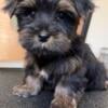 Yorkie puppies for sale!