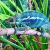 Blue Ambanja Panther Chameleon