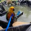 Jenday conure unsexed and tame