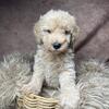 Adorable Mini Goldendoodles