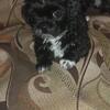Shorkie