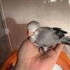 Baby Grey Quaker looking for New Home
