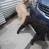 Labradoodle pups 6 weeks old