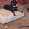 2 female full blooded Dobermans