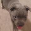 Blue staffies 