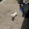 Rehoming Our Bichon Frise
