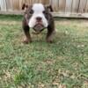 2 Male Micro bully looking for a new home