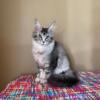 HS DOLLY Black Ticked Tabby Maine Coon