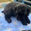 Cocker Spaniel puppies