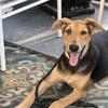 Doberman Shepherd puppy