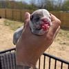 French Bulldog Puppies (Isabella Carriers)