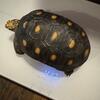 Redfoot tortoise 