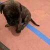 Akc mastiff puppies for sale