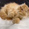 AMAZING RED TABBY PERSIAN FEMALE!