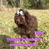 Chocolate toy poodle female 