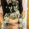F1 Goldendoodle