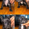 AKC Fluffy French Bulldog Puppies