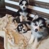 Pomsky male for rehoming