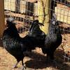 Ayam cemani roosters trade