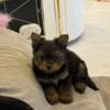 Yorkie/Pomeranians $400 OBO