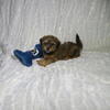 Shorkie Puppies Males and Females