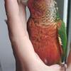 Female conures