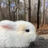 Holland lop bunnies 