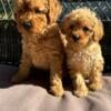 Mini poodles Male & Female 