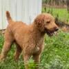 STUD -STANDARD POODLE AKC